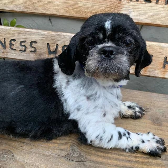 Sue, female 6yo Shih Tzu for adoption at Many Tears Animal Rescue, Llanelli
