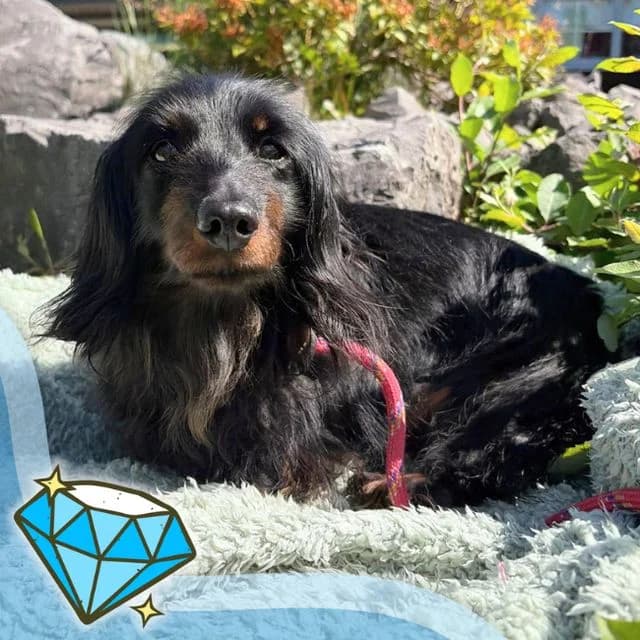 Beau, female senior Dachshund for adoption at Many Tears Animal Rescue, Llanelli