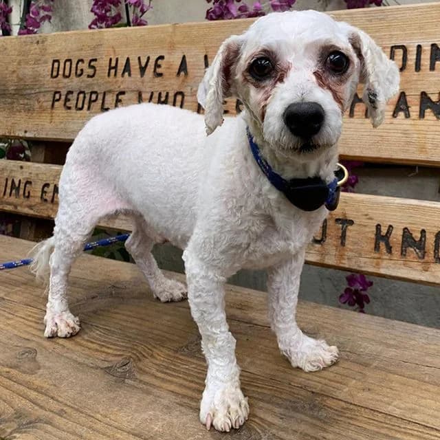 Danny, male 6yo Bichon Frisé for adoption at Many Tears Animal Rescue, Llanelli