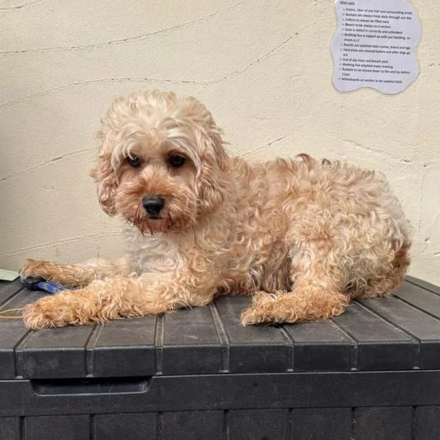 Nimbus, female 5yo Poodle for adoption at Many Tears Animal Rescue, Llanelli