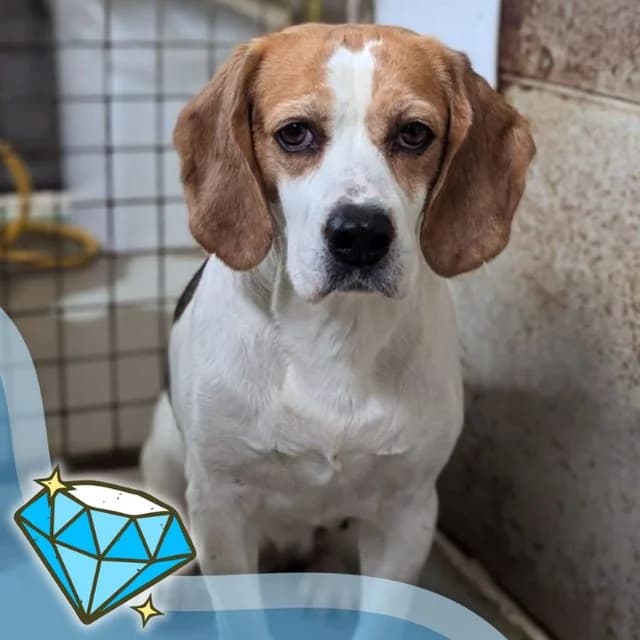 Nora, female 7yo Beagle for adoption at Many Tears Animal Rescue, Llanelli