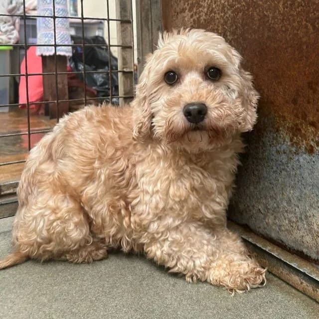Nardia, female senior Poodle for adoption at Many Tears Animal Rescue, Llanelli