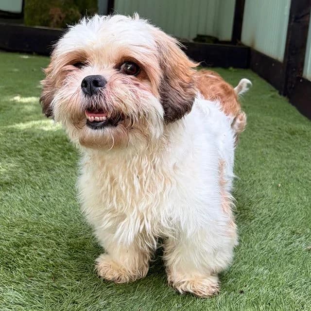 Nicole, female 5yo Shih Tzu for adoption at Many Tears Animal Rescue, Llanelli