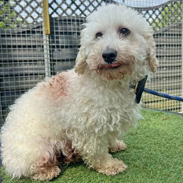 Nigella, female 4yo Bichon Frisé for adoption at Many Tears Animal Rescue, Llanelli