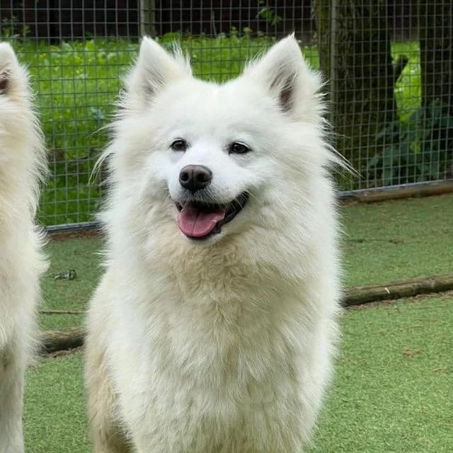 Flye, female 3yo Samoyed for adoption at Many Tears Animal Rescue, Llanelli