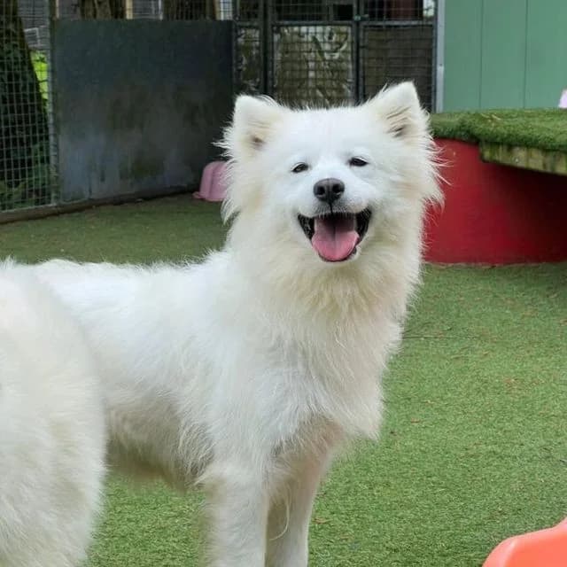 Fox, female 3yo Samoyed for adoption at Many Tears Animal Rescue, Llanelli