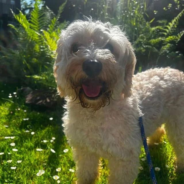 Maggie, female 7yo Cockapoo for adoption at Many Tears Animal Rescue, Llanelli