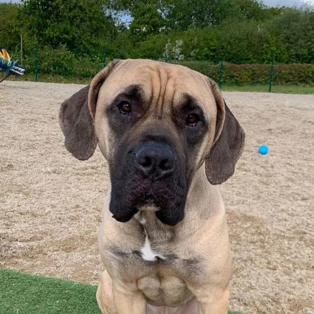 Charlie, male young Mastiff for adoption at Many Tears Animal Rescue, Llanelli