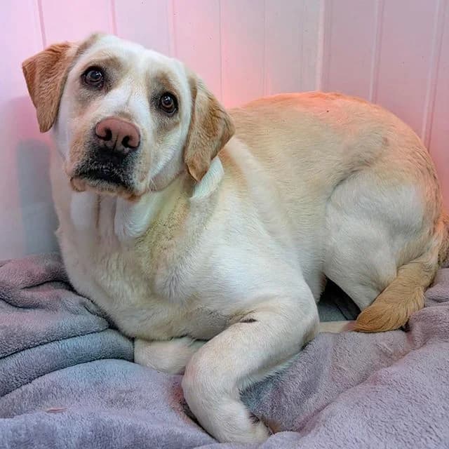 Lorraine, female 3yo Labrador Retriever for adoption at Many Tears Animal Rescue, Llanelli