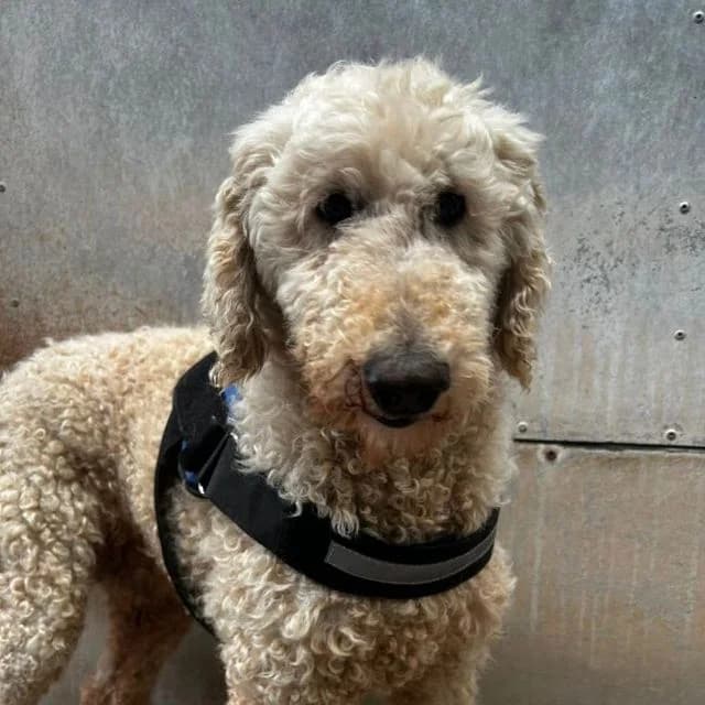 Laurence, male 7yo Poodle for adoption at Many Tears Animal Rescue, Llanelli