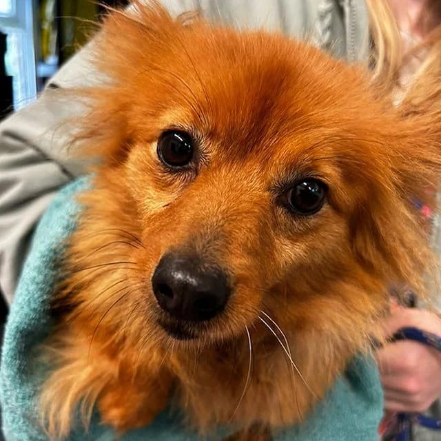 Louise, female 4yo Pomeranian for adoption at Many Tears Animal Rescue, Llanelli