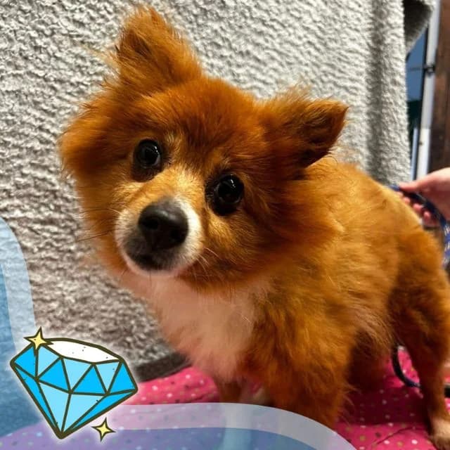 Lilac, female senior Pomeranian for adoption at Many Tears Animal Rescue, Llanelli