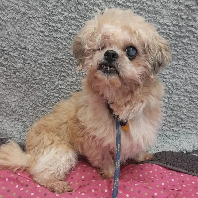 Lemon Pie, female 4yo Shih Tzu for adoption at Many Tears Animal Rescue, Llanelli