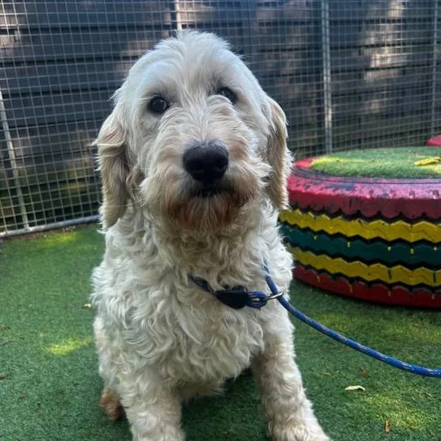 Lucy, female 7yo Goldendoodle for adoption at Many Tears Animal Rescue, Llanelli