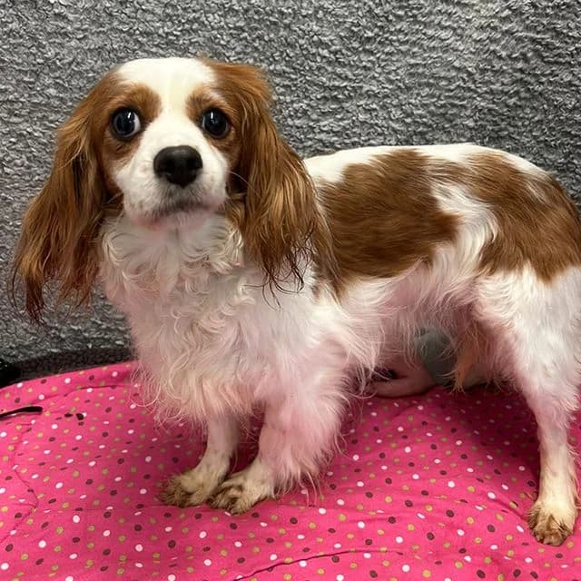 Lily, female young Cavalier King Charles Spaniel for adoption at Many Tears Animal Rescue, Llanelli