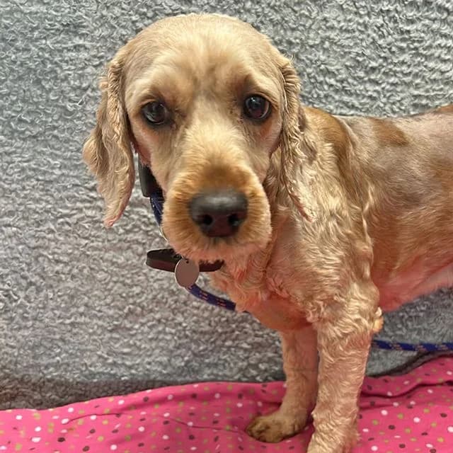 Ruby, female young Cavapoo for adoption at Many Tears Animal Rescue, Llanelli