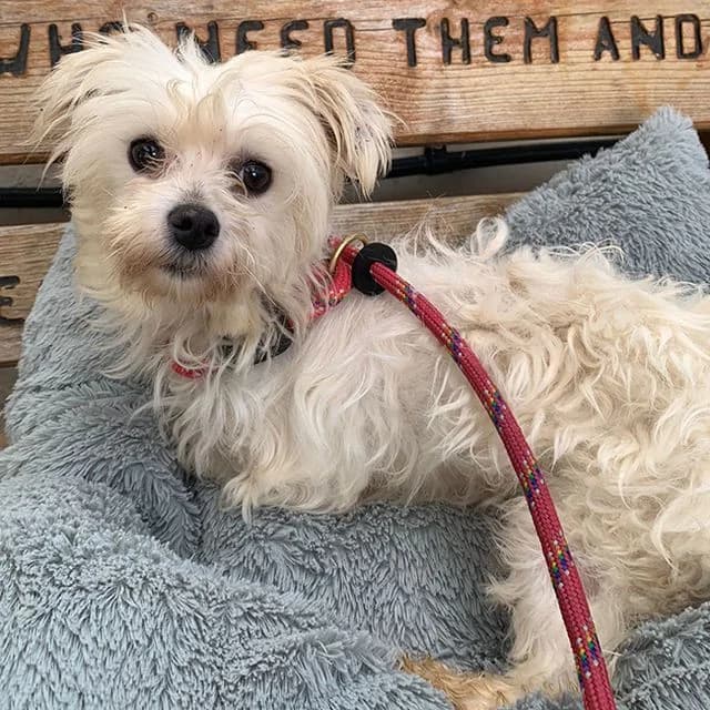 Orchid, female young Maltese for adoption at Many Tears Animal Rescue, Llanelli