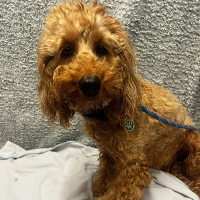 Donna, Cockapoo (Many Tears Animal Rescue)