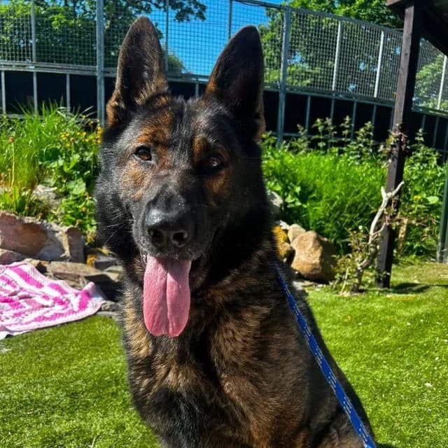 Luca, male 4yo German Shepherd for adoption at Many Tears Animal Rescue, Llanelli