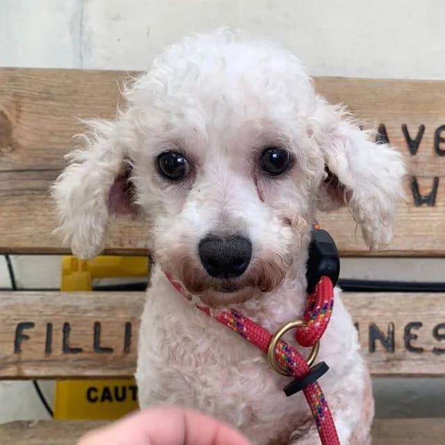 Doris, female 5yo Bichon Frisé for adoption at Many Tears Animal Rescue, Llanelli