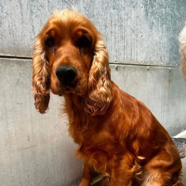 Daisy, Cocker Spaniel (Many Tears Animal Rescue)