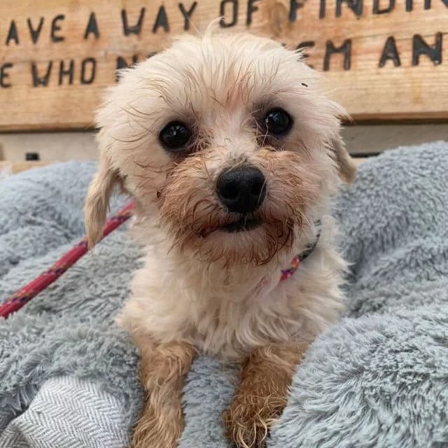 Chalkie, male young Maltese for adoption at Many Tears Animal Rescue, Llanelli