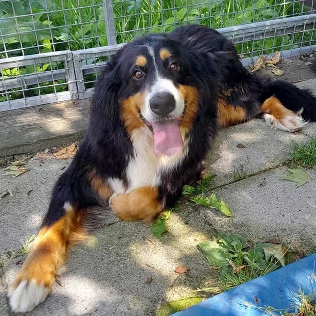 Greya, female 6yo Bernese Mountain Dog for adoption at Many Tears Animal Rescue, Llanelli