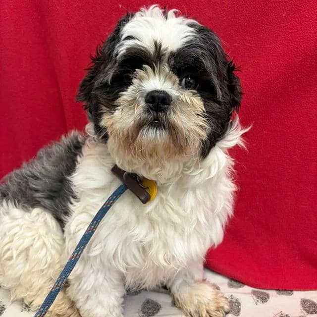 Heidi, Shih Tzu (Many Tears Animal Rescue)