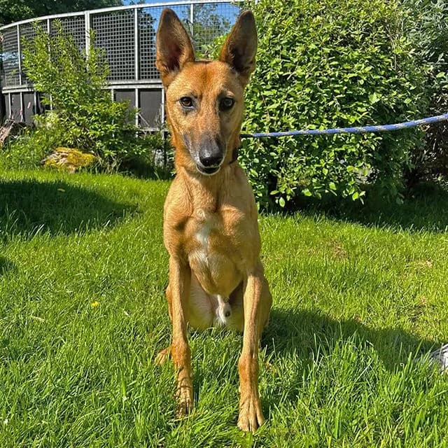 Dutch,  (Many Tears Animal Rescue)