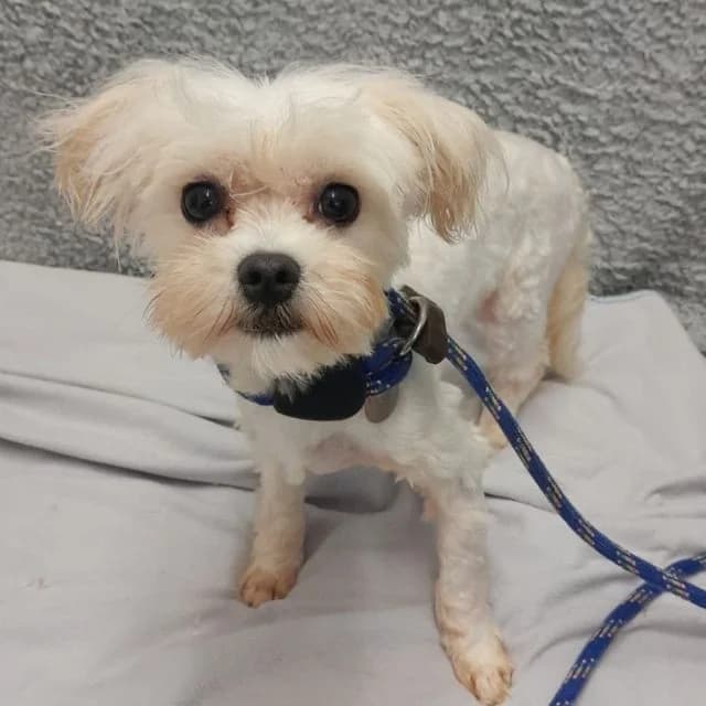 Olive, female young Maltese for adoption at Many Tears Animal Rescue, Llanelli
