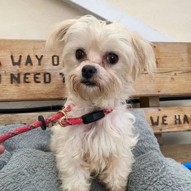 Orbit, female young Maltese for adoption at Many Tears Animal Rescue, Llanelli