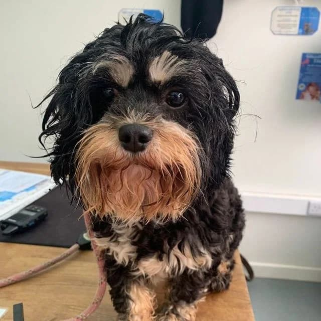 Tulip, female 4yo Bichon Frisé for adoption at Many Tears Animal Rescue, Llanelli