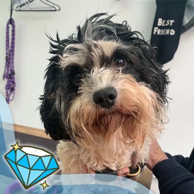Periwinkle, female senior Bichon Frisé for adoption at Many Tears Animal Rescue, Llanelli