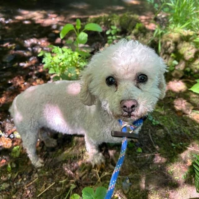 Rosie, female senior Bichon Frisé for adoption at Many Tears Animal Rescue, Llanelli