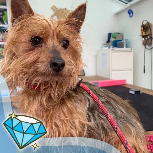 Winnie, female senior Yorkshire Terrier for adoption at Many Tears Animal Rescue, Llanelli
