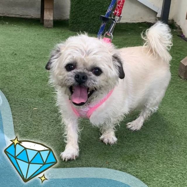Holly, female senior Shih Tzu for adoption at Many Tears Animal Rescue, Llanelli