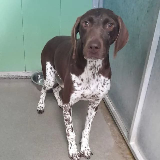 Kiki, female 4yo German Shorthaired Pointer for adoption at Many Tears Animal Rescue, Llanelli