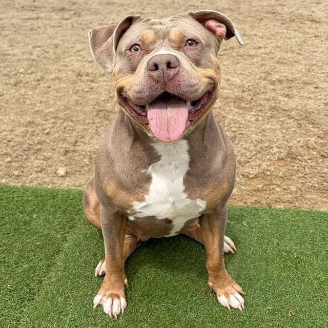 Nelly, female 3yo English Bulldog for adoption at Many Tears Animal Rescue, Llanelli