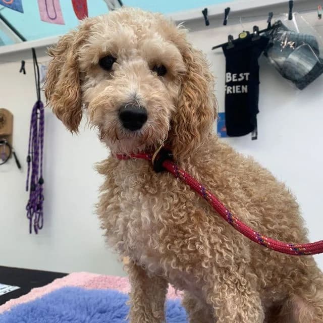 Indie, female 3yo Poodle for adoption at Many Tears Animal Rescue, Llanelli