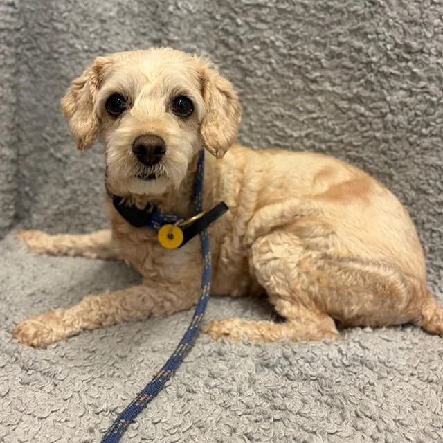 Karen, female 4yo mixed breed for adoption at Many Tears Animal Rescue, Llanelli