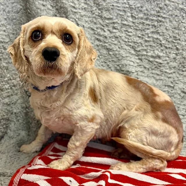 Kate, female 4yo mixed breed for adoption at Many Tears Animal Rescue, Llanelli