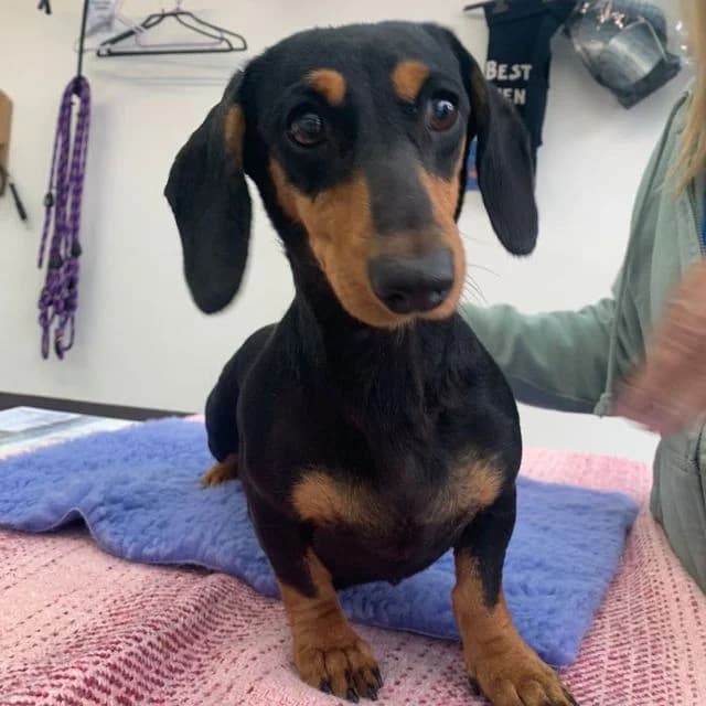 Kelly, female 3yo Dachshund for adoption at Many Tears Animal Rescue, Llanelli