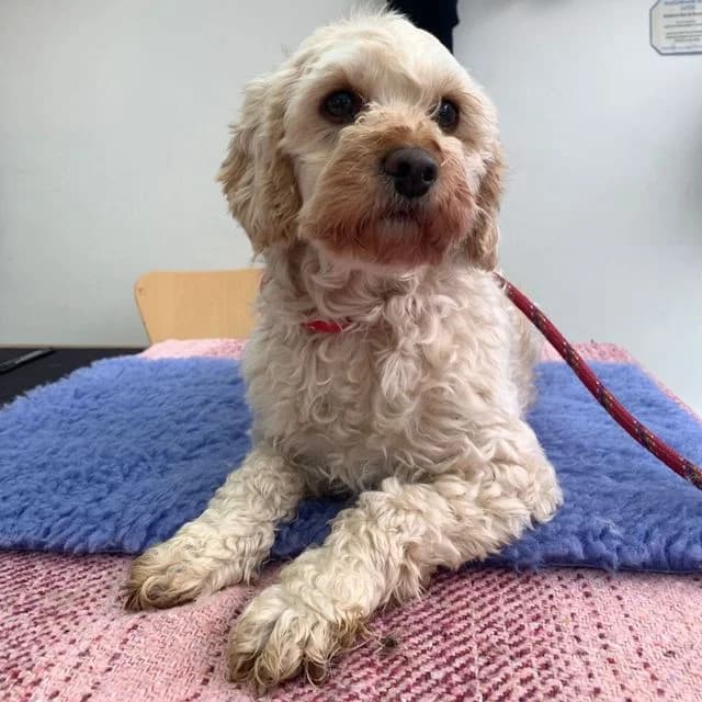 Kira, female 4yo mixed breed for adoption at Many Tears Animal Rescue, Llanelli