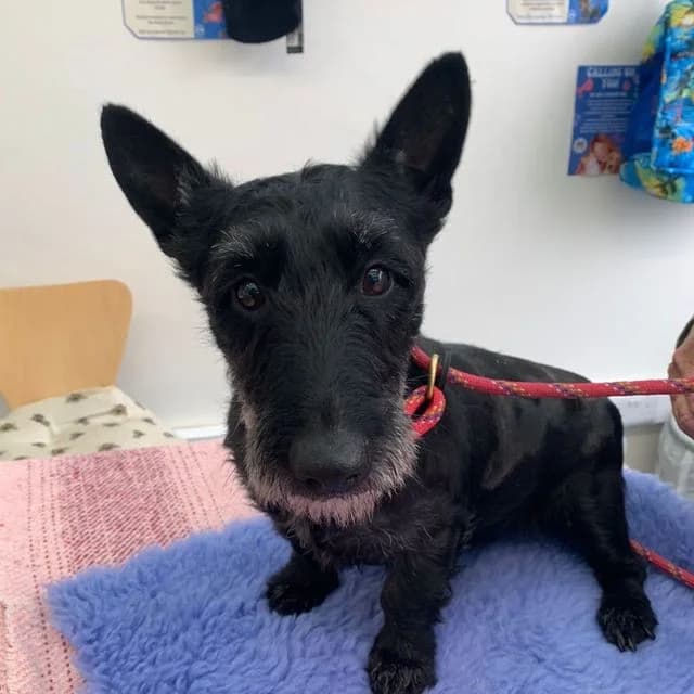 Kiku, female 4yo mixed breed for adoption at Many Tears Animal Rescue, Llanelli