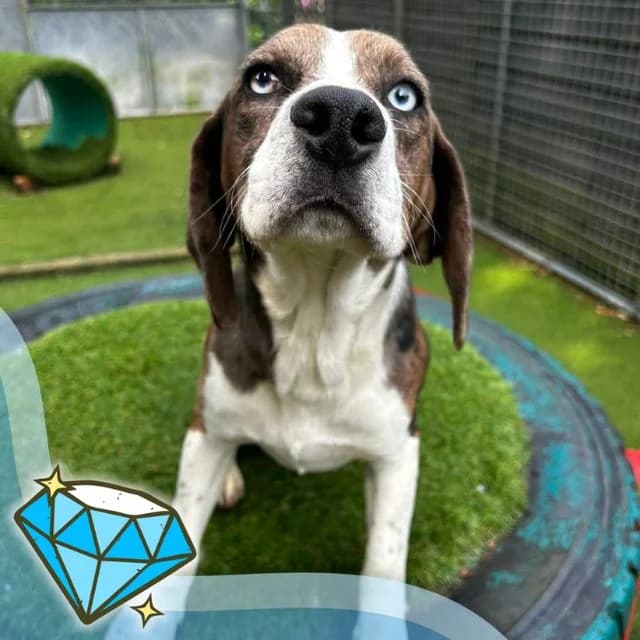 Paddington, male young Beagle for adoption at Many Tears Animal Rescue, Llanelli