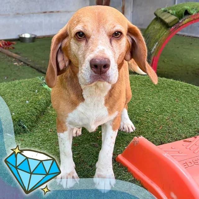 Pixie, female 6yo Beagle for adoption at Many Tears Animal Rescue, Llanelli