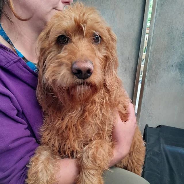 Pandora, female 4yo Labradoodle for adoption at Many Tears Animal Rescue, Llanelli