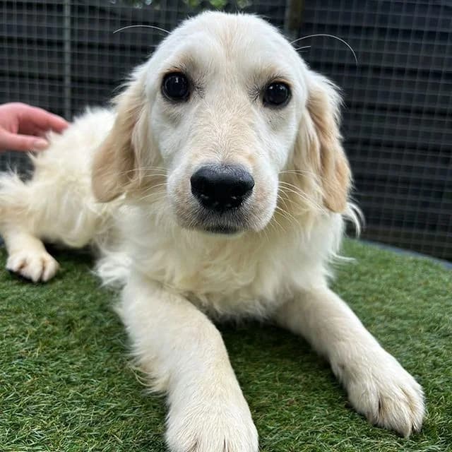 Precious, female young Golden Retriever for adoption at Many Tears Animal Rescue, Llanelli