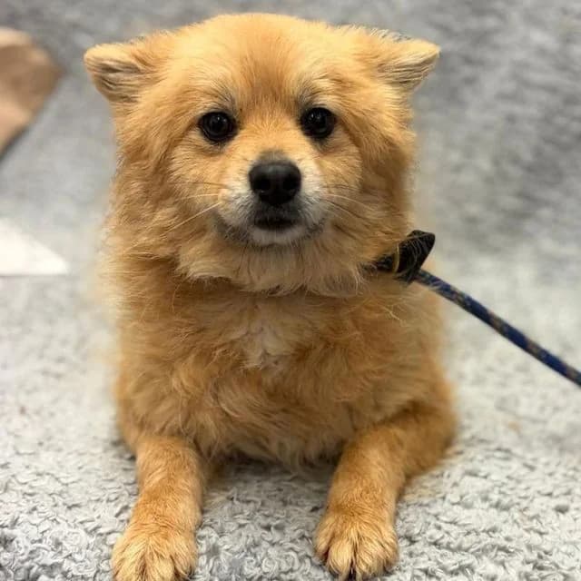 Poppy, female 5yo Pomeranian for adoption at Many Tears Animal Rescue, Llanelli