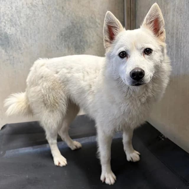 Pushkin, female young Samoyed for adoption at Many Tears Animal Rescue, Llanelli
